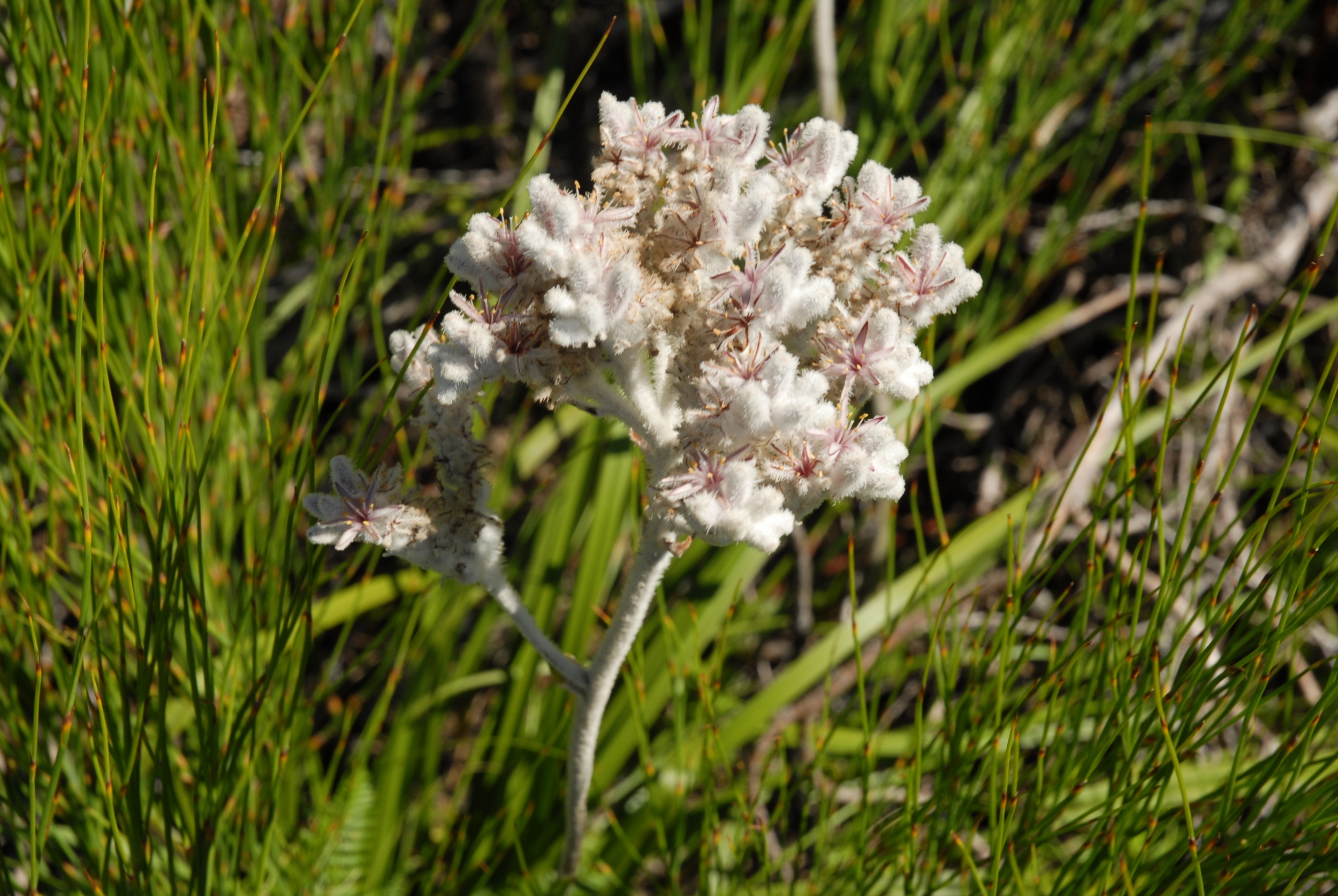 Представитель Семейства Lanariaceae